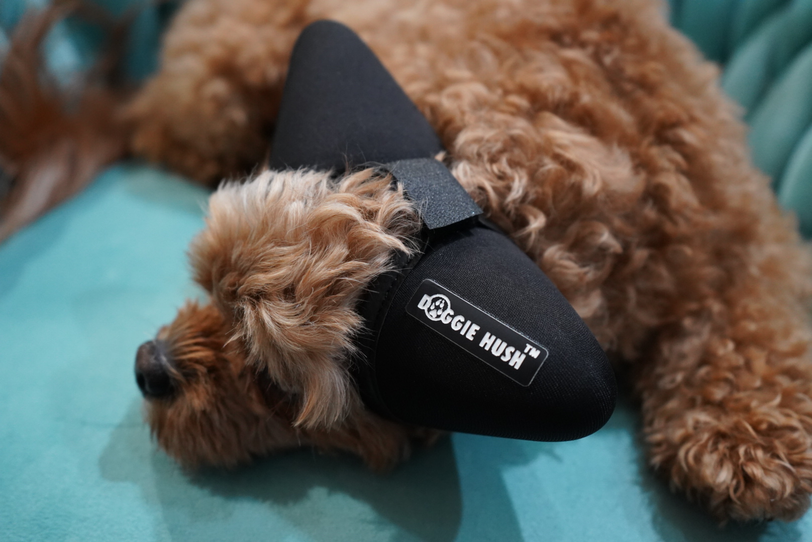 A calm dog wearing Doggie Hush noise-buffering headphones