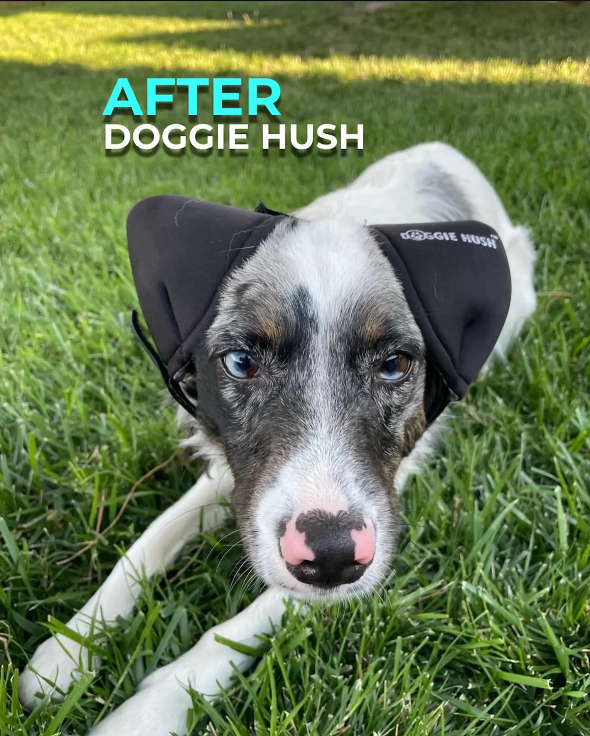 Happy calm dog after Doggie Hush