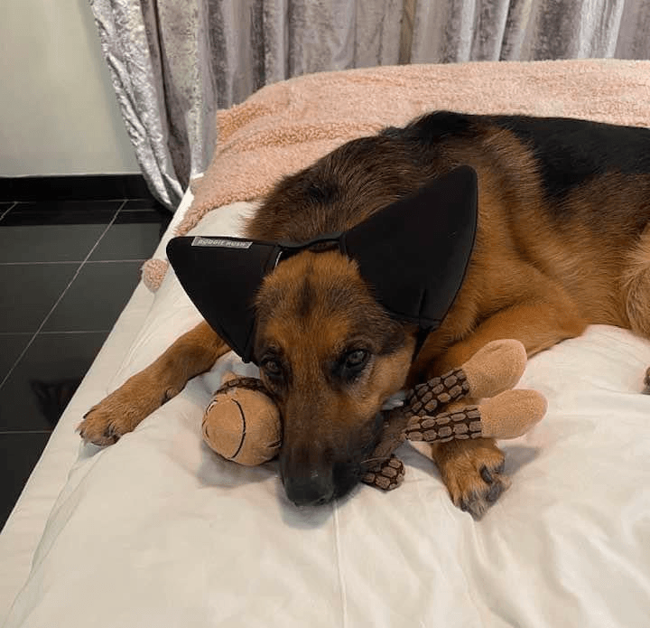 Canine Comfort: Understanding Your Dog's Hearing and the Need for Sensory Toys - Doggie Hush