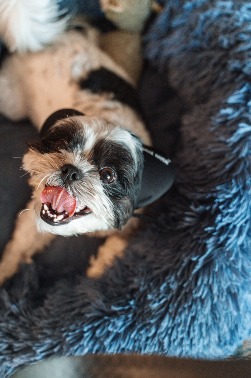 Customizing Your Dog's Headphones: The Importance of Proper Fit and Adjustment - Doggie Hush