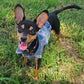 Denim Dog Vest Jacket