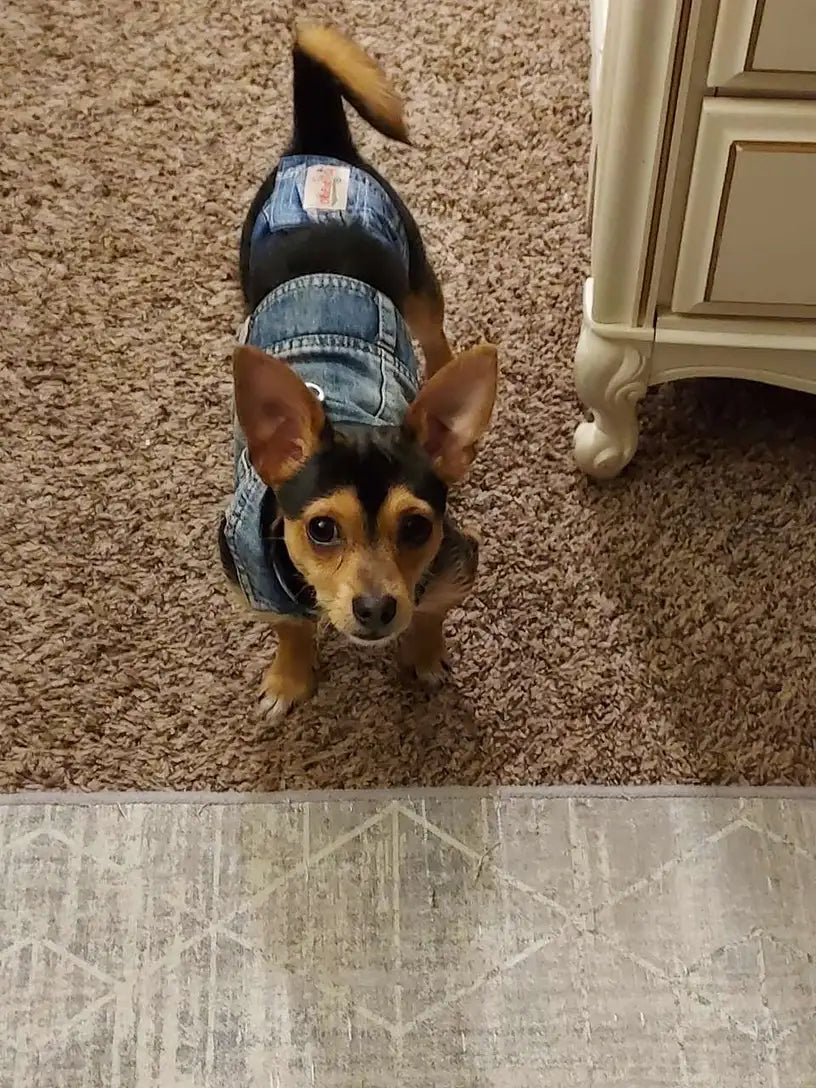 Denim Dog Vest Jacket