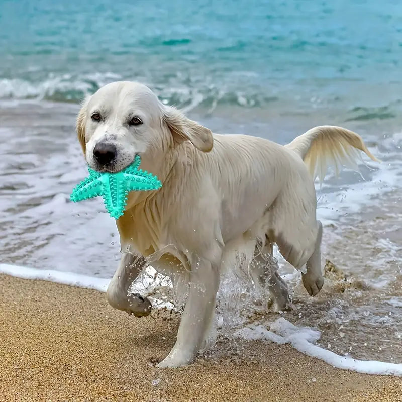 DURABLE SQUEAKY STARFISH DENTAL CHEW & TREAT TOY