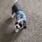 Denim Dog Vest Jacket