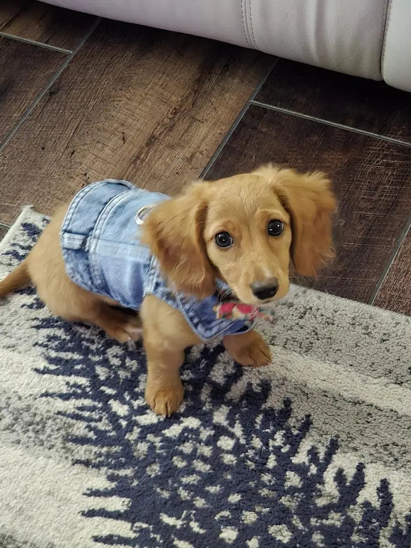 Denim Dog Vest Jacket