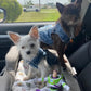 Denim Dog Vest Jacket