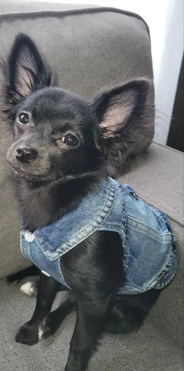 Denim Dog Vest Jacket