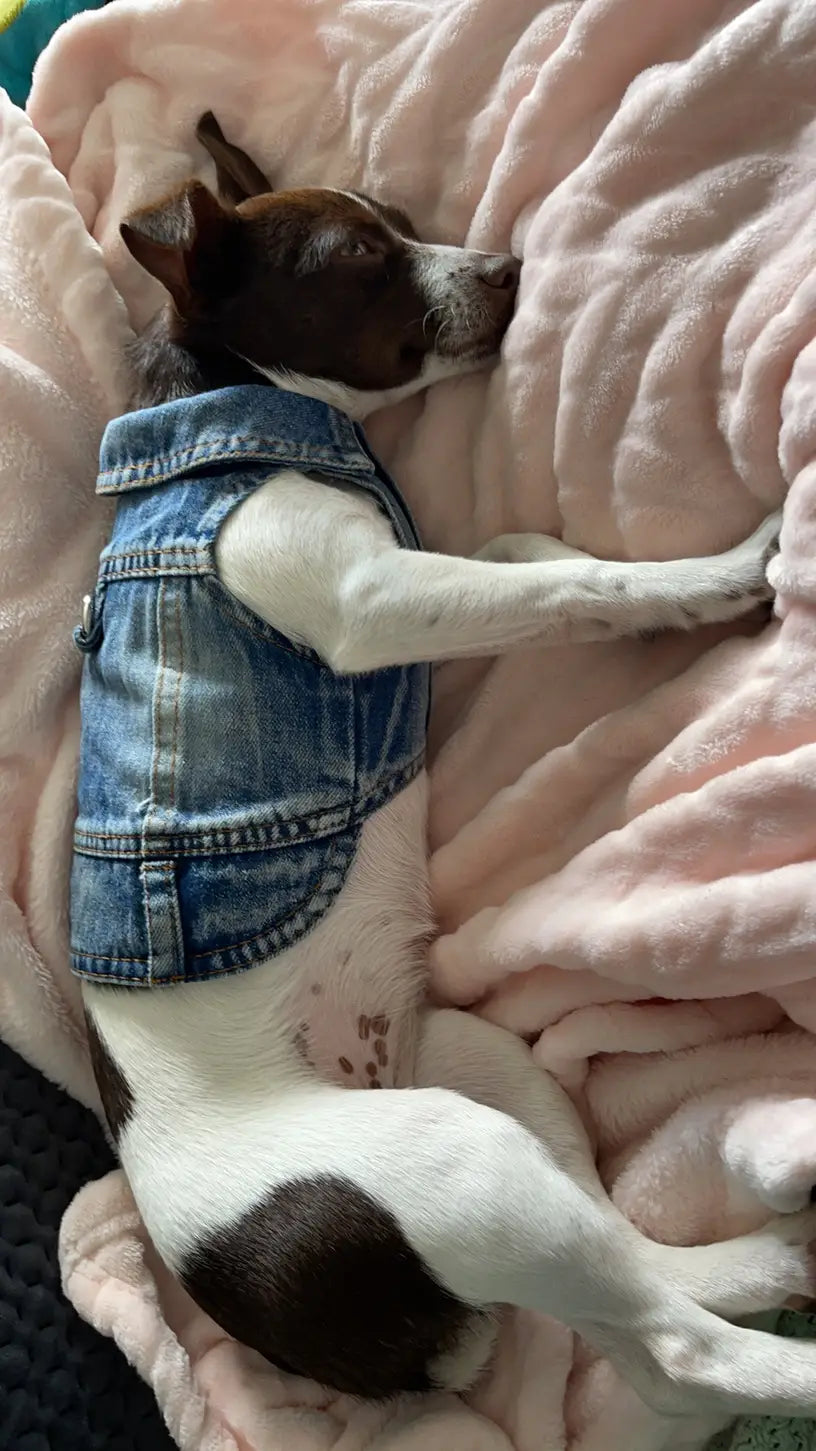 Denim Dog Vest Jacket