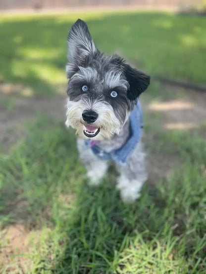 Denim Dog Vest Jacket