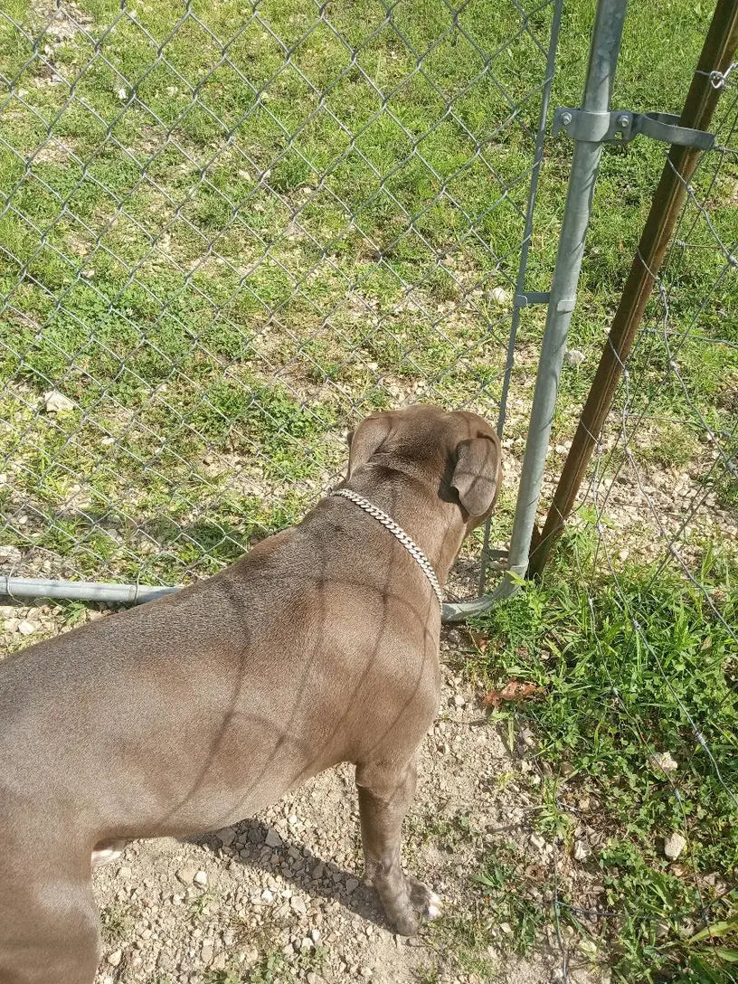 Rose Gold Diamond Dog Chain