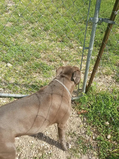 Rose Gold Diamond Dog Chain