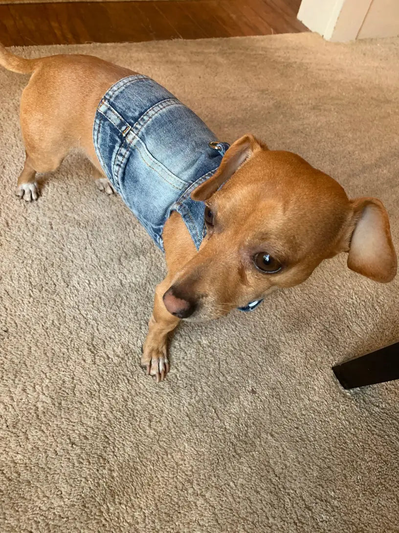 Denim Dog Vest Jacket