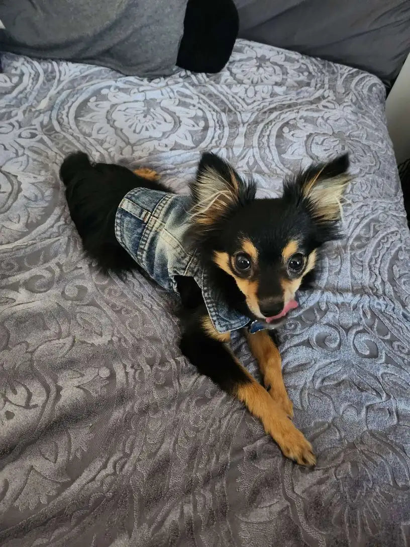 Denim Dog Vest Jacket