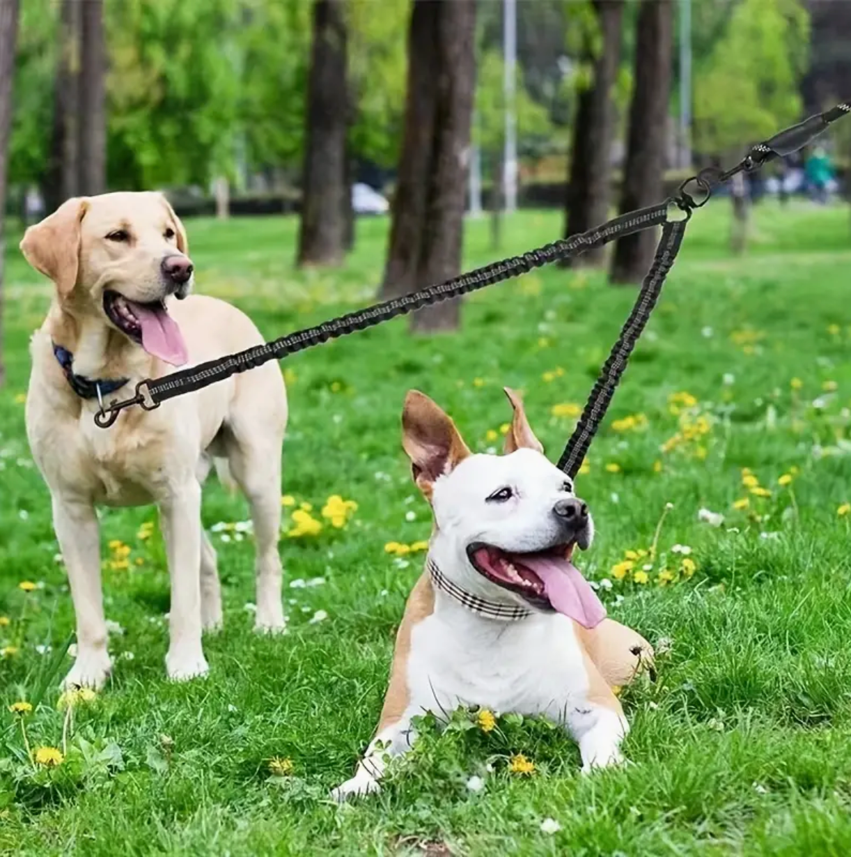 Two-Dog Walking Leash with 360° No-Tangle Swivel, Shock-Absorbing Bungee, and Reflective Design for Safe, Comfortable Walks. Durable, adjustable, and perfect for training and daily strolls.