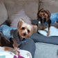 Denim Dog Vest Jacket