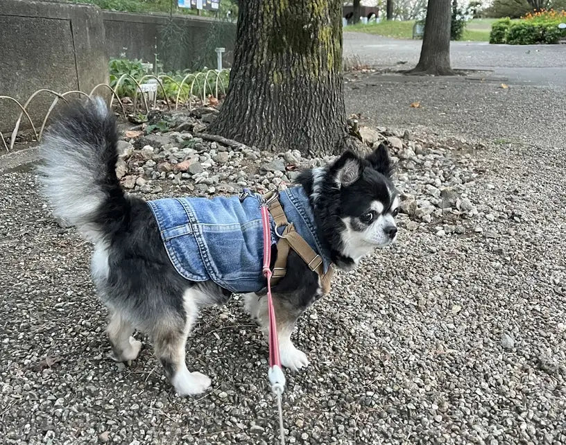 Denim Dog Vest Jacket