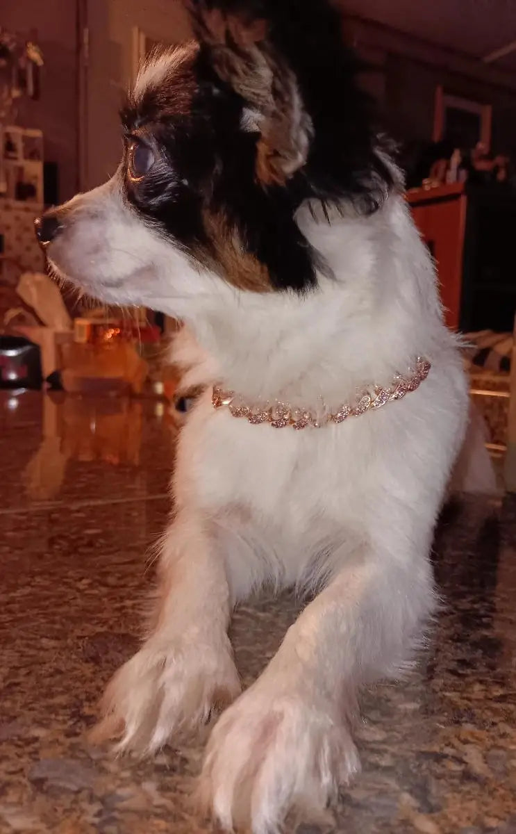 Rose Gold Diamond Dog Chain