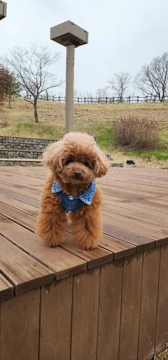 Denim Dog Vest Jacket