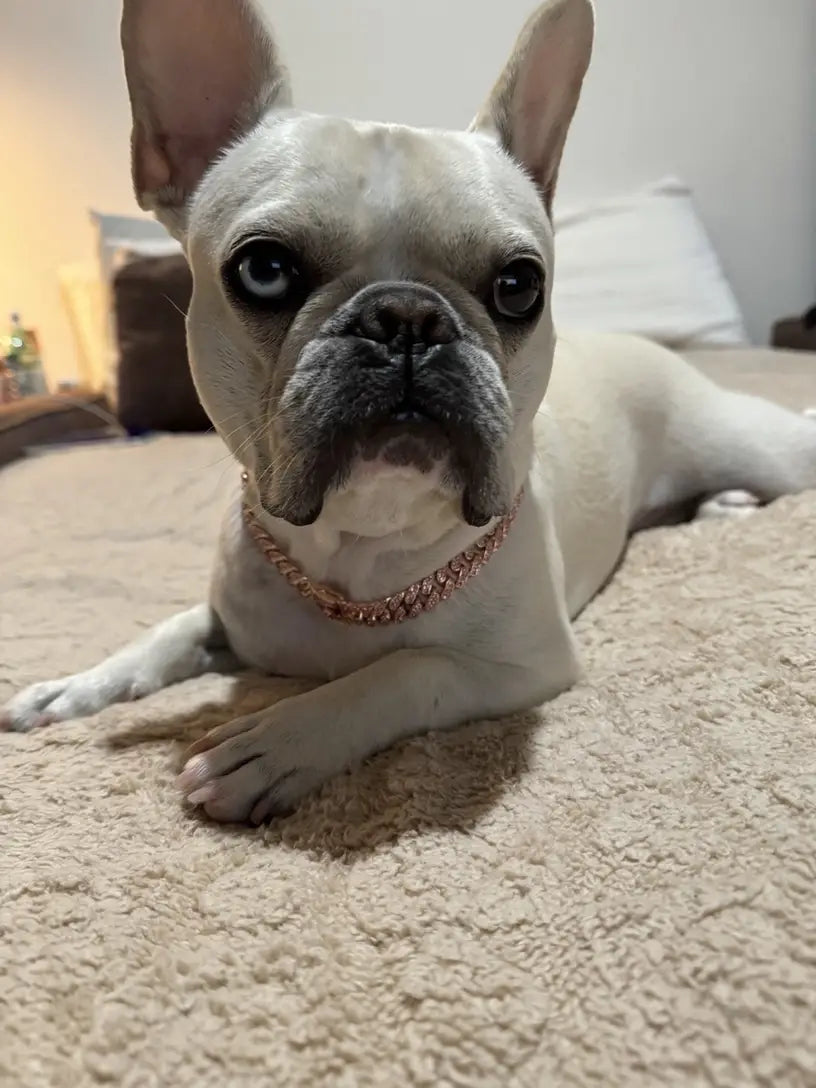 Rose Gold Diamond Dog Chain