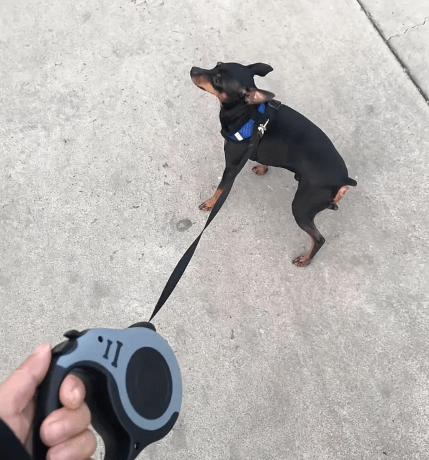 "Comfort Grip Dual-Leash for Dogs - Strong and Easy to Use" - Doggie Hush