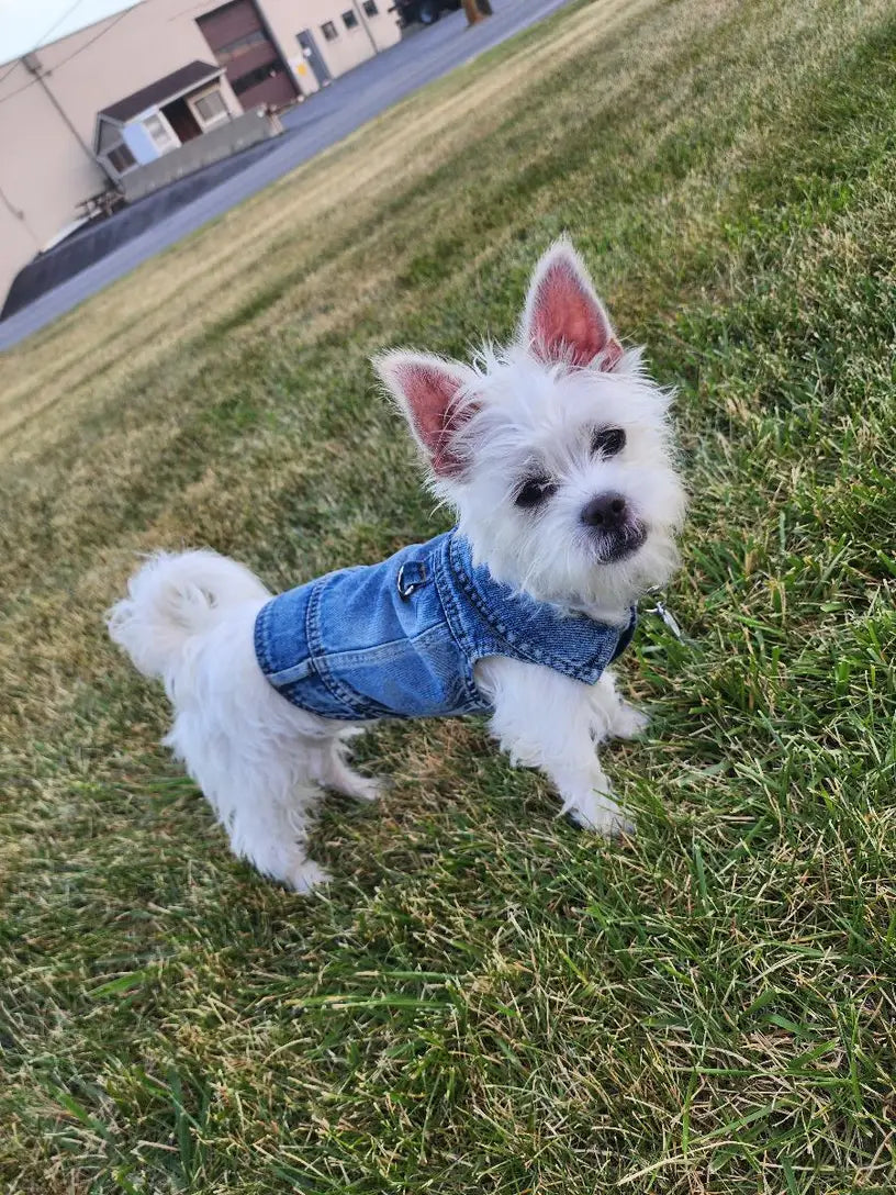 Denim Dog Vest Jacket