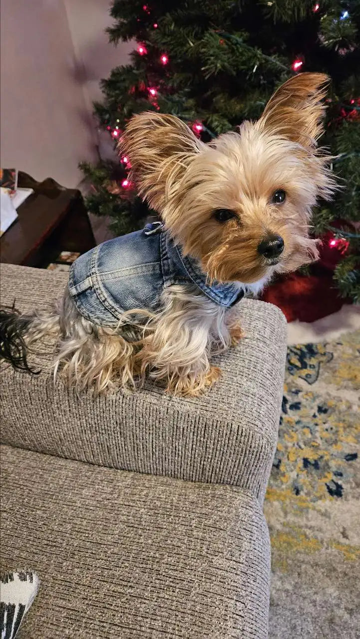 Denim Dog Vest Jacket