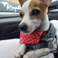 Denim Dog Vest Jacket