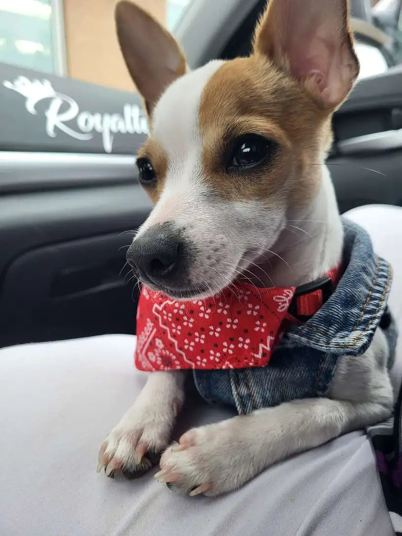 Denim Dog Vest Jacket