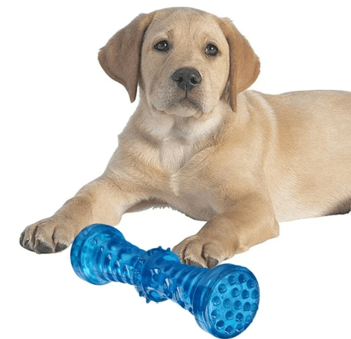 Blue dog squeaky toy hotsell